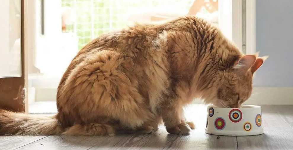 小空间养猫会不会对猫不好