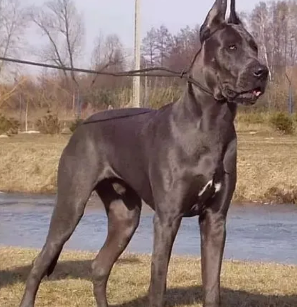 大丹犬毛发怎么梳理？一定要注意这些细节！