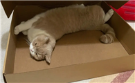猫咪为什么喜欢弄纸箱子