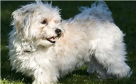 哈瓦那犬耳朵怎么清洁?该怎么做?