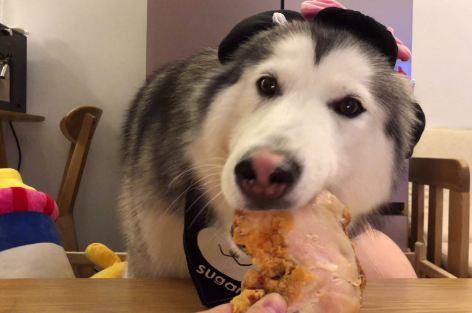 狗狗护食，主人有妙招 结局很感人……
