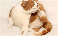 猫咪睡觉偶尔甩头是为什么原因
