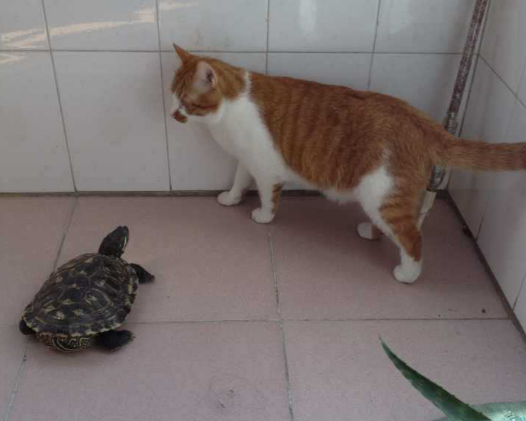 乌龟为什么叫猫咪呢