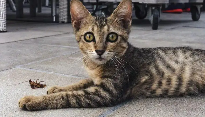 猫咪为什么能发现白蚁呢