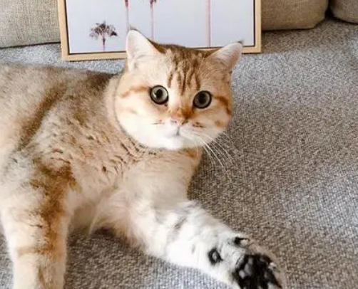 30平够养一只小猫猫空间吗