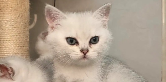 英短蓝猫和银渐层配出来是什么品种的猫？
