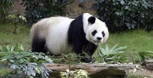 大熊猫美香是哪里送出的