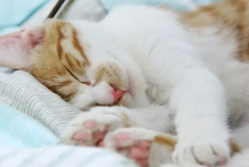 为什么猫咪的皮肤很松软软的