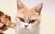 猫咪为什么反感主人