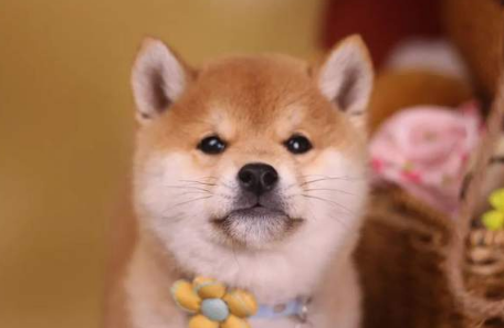 比较正规的犬舍 比较正规的犬舍