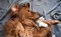 养猫解压还是养狗解压
