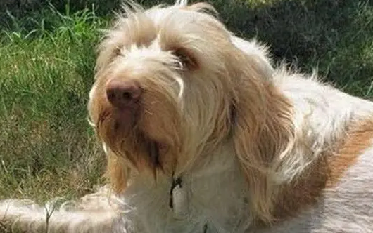 史毕诺犬呕吐怎么回事？要重视