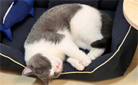 猫为什么自己转圈