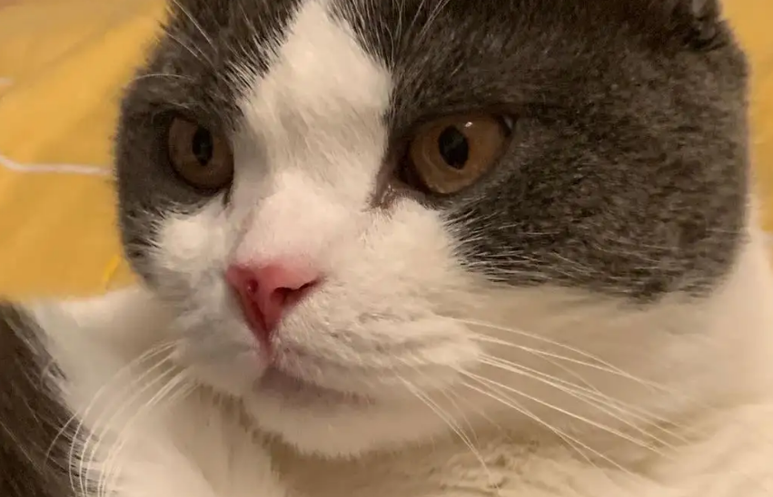 猫咪喜欢抠鼻子吗为什么
