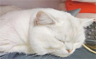猫咪鼻子干不吃东西老趴着