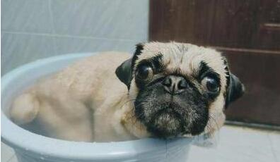 巴哥犬怎么洗澡？来学学吧