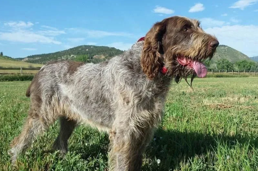 涨知识:史毕诺犬哪里可以买到? 涨知识:史毕诺犬哪里可以买到?