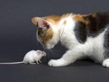 猫抓了老鼠会吃掉吗