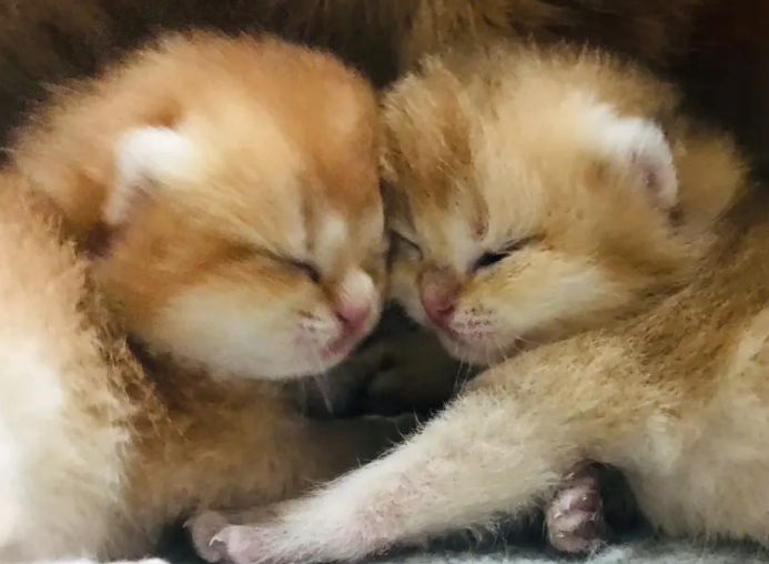 猫崽多少天过危险期