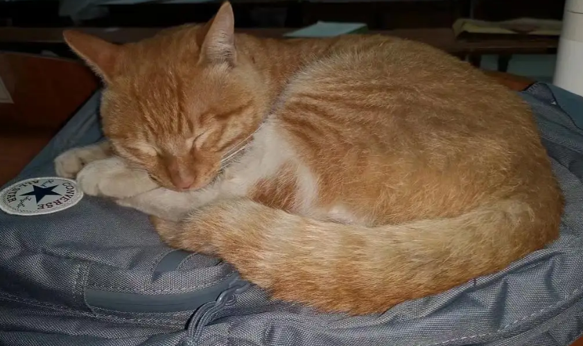 猫咪为什么会卧在书包上睡觉