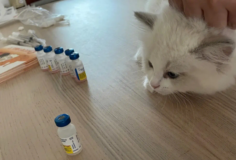 猫咪都需要打什么针 猫咪都需要打什么针