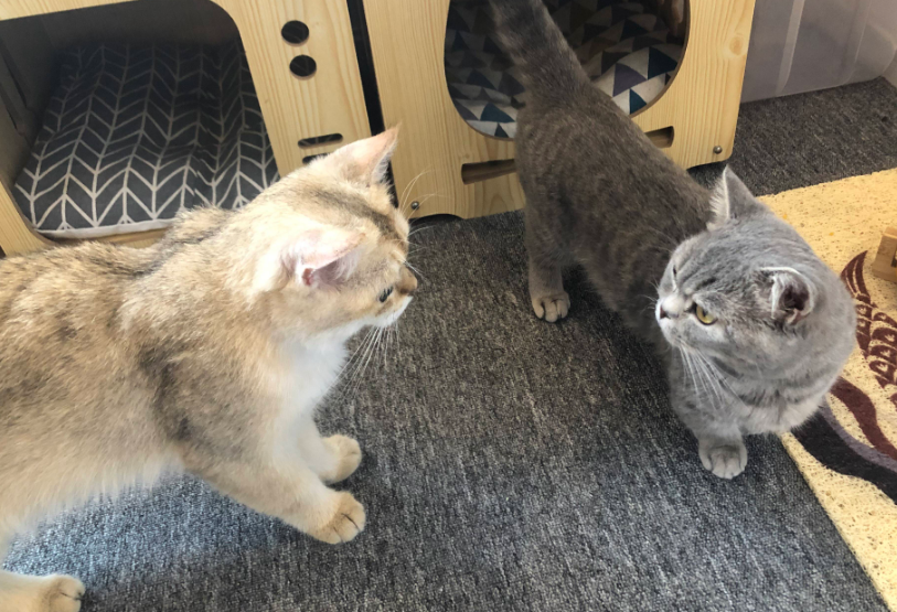 为什么要把猫咪放在家里养