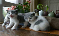 单间养猫房间会臭吗