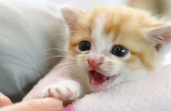 刚进家门的猫怎么养