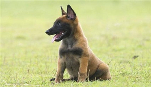 马犬幼犬的正确饲养方法,你了解吗? 马犬幼犬的正确饲养方法,你了解吗?
