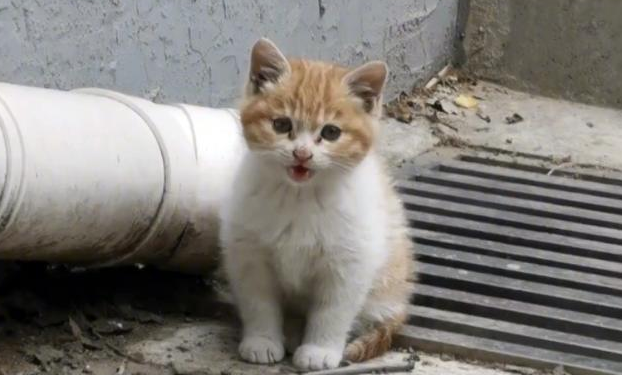 好心人本想收养一只流浪小猫，谁料猫妈妈竟找上门来