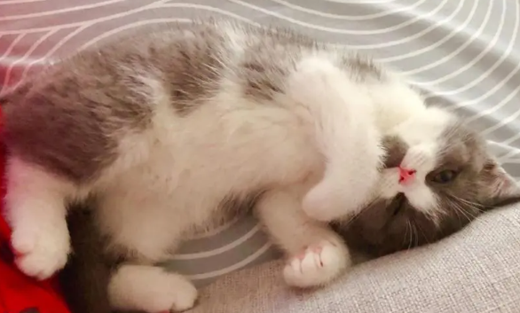 为什么对猫咪温柔不好呢