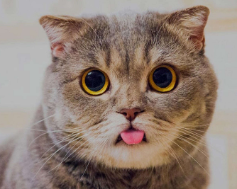 猫咪有时为什么会呕吐