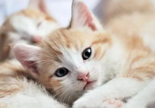 新手养猫最好从几个月开始养
