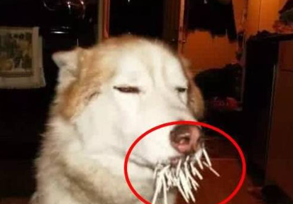 二哈跟豪猪干架,被扎得满嘴是刺,主人看到后不心疼狗反而心疼猪 二哈跟豪猪干架,被扎得满嘴是刺,主人看到后不心疼狗反而心疼猪