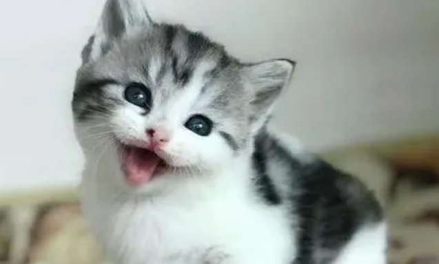怎么分辨是不是虎斑猫？想养的人来看看吧