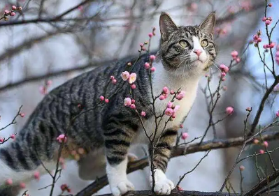 什么植物花对猫有毒