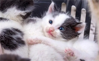 近亲繁殖的猫能养吗