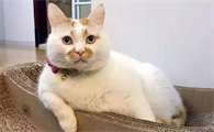 网红猫丑丑真的会笑吗