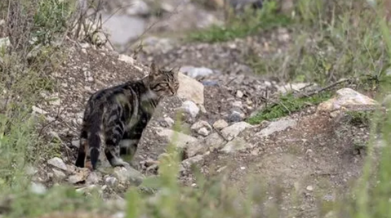 每日了解:豹猫怀孕吃什么? 每日了解:豹猫怀孕吃什么?