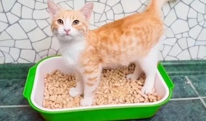 猫咪为什么想把食物埋起来
