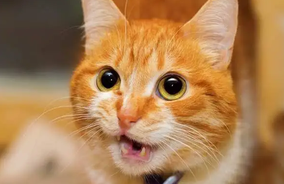 猫咪为什么会对着人叫唤