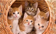养猫最忌讳的一个生肖