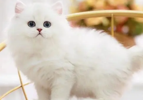 金吉拉猫发情有什么表现?具体表现有? 金吉拉猫发情有什么表现?具体表现有?