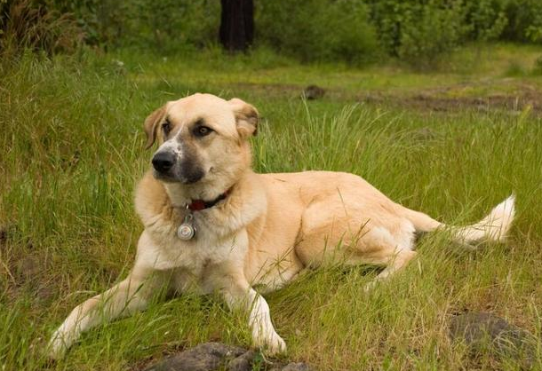 安纳托利亚牧羊犬好养吗？有必要了解一下！