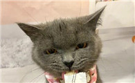 一个多月的小猫能不能吃猫条