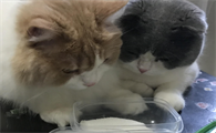 矮脚猫要吃软骨素吗为什么