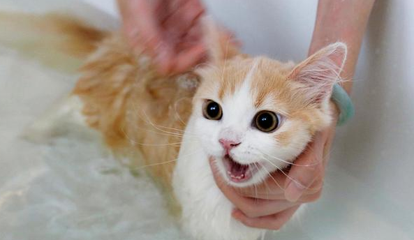 猫咪白天可以洗澡吗为什么 猫咪白天可以洗澡吗为什么