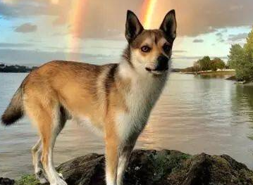 挪威伦德猎犬拉稀怎么办?来这里看看吧 挪威伦德猎犬拉稀怎么办?来这里看看吧