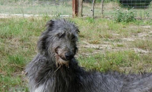 苏格兰猎鹿犬毛发怎么护理？收下这份干货