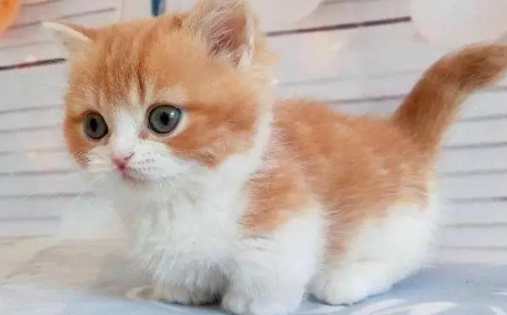 养曼基康猫有什么注意事项？不知道的快看